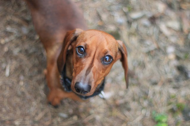 Wiener dog health issues