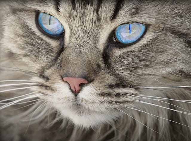 cat cataract surgery cost