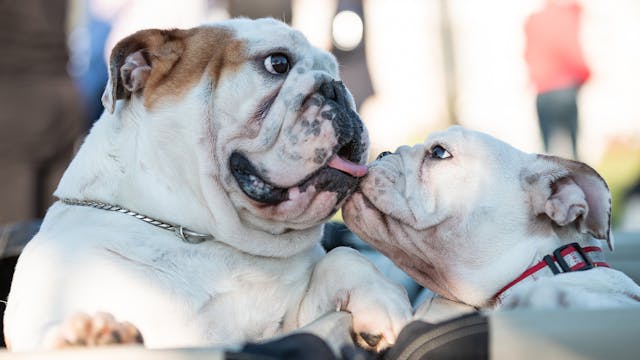 pet insurance for bulldogs is a great idea