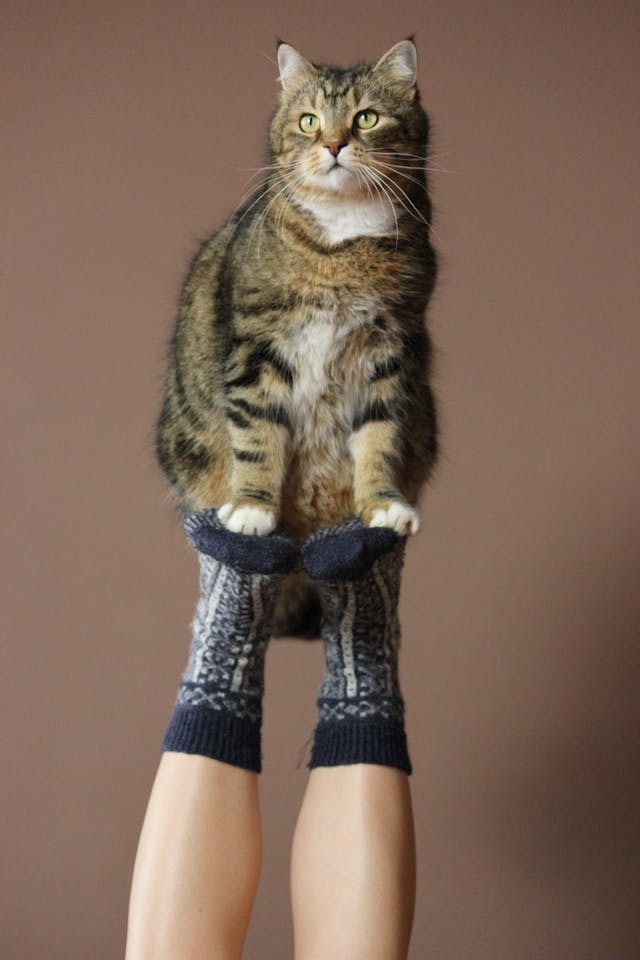 Why Do Cats Attack Legs? Pet Insurance Review