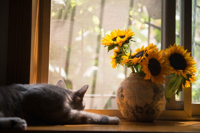 Cat Dementia: Symptoms & Treatment - Pet Insurance Review
