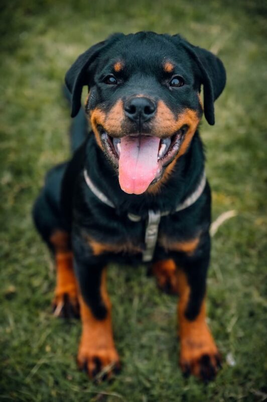 pet insurance for rottweilers