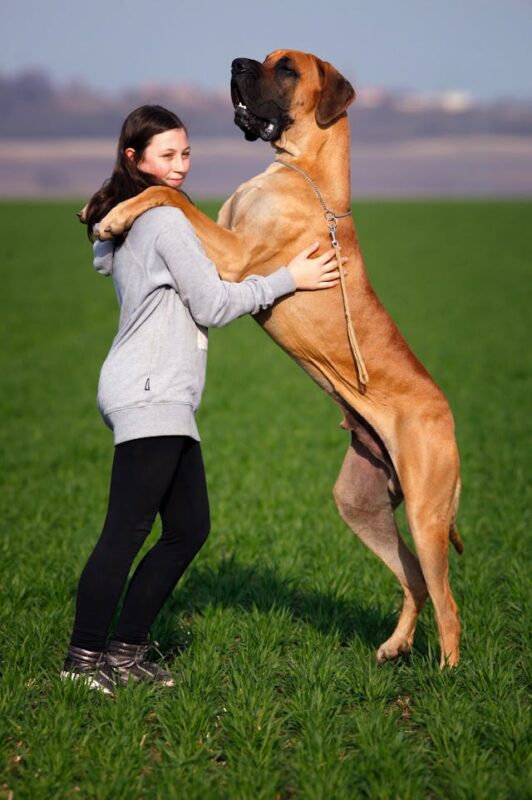 pet insurance for great danes