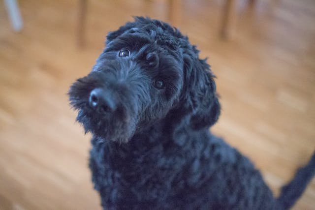 Portuguese Water Dog Health Issues