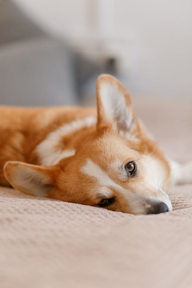 Why is My Dog Limping? Understanding Causes and Solutions - Pet ...