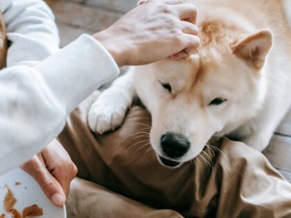 The Real Cost of Pet Care in 2026 (And How Insurance Changes the Equation)