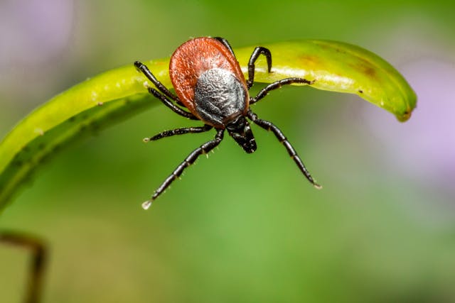 how to check for ticks