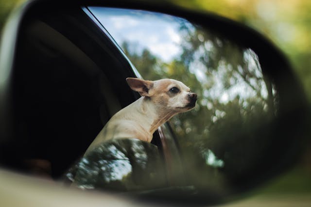 traveling with senior dogs