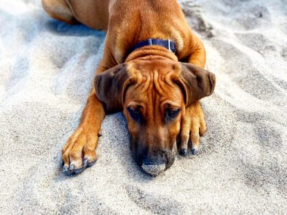 dog-5678538_640