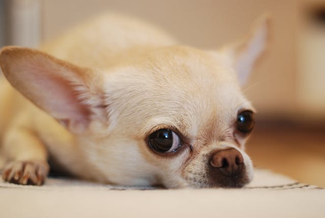 can chihuahuas eat watermelon?