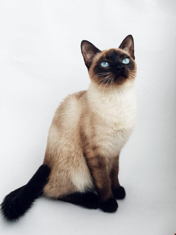 Siamese cat health issues