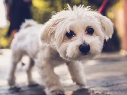 pexels-rasa-st-1296910-2476343