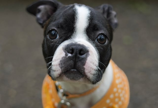 Boston Terrier lifespan