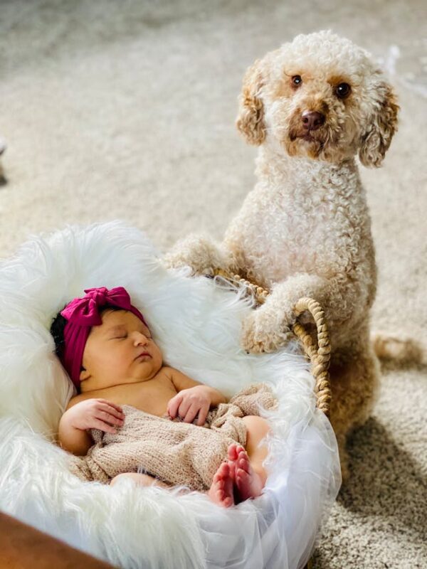 preparing your pet for a new baby