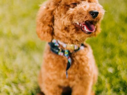The Science of Pet Happiness: Understanding Dog Happiness Chemicals