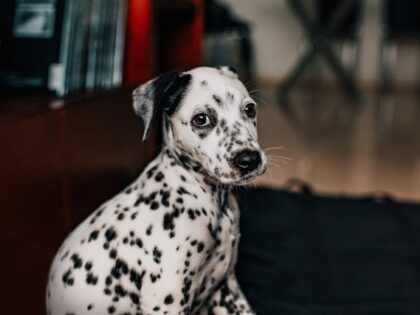 pexels-wildlittlethingsphoto-3763313