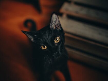 pexels-helenalopesph-1931371