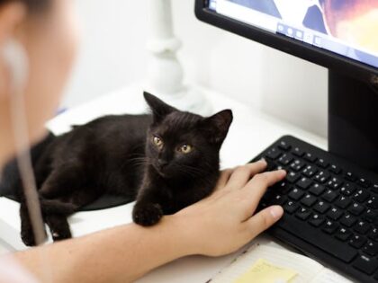 Separation Anxiety in Cats: Symptoms and Treatment
