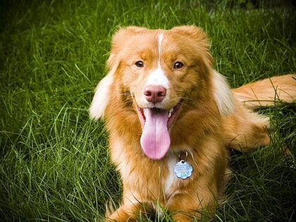 Pet-Safe Lawn Care