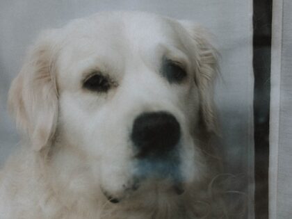 Understanding Heart Murmur in Dogs: Symptoms and Treatment