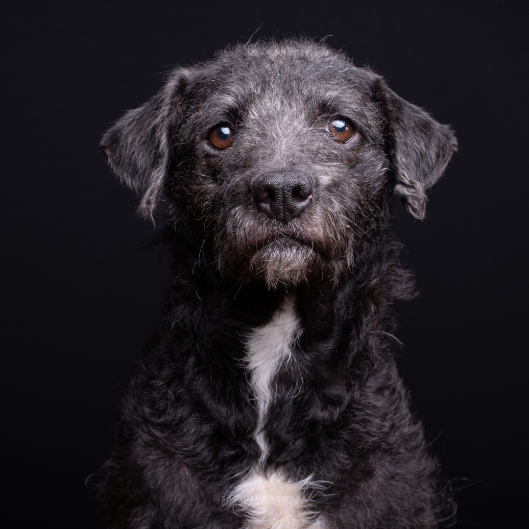Black Medium Mixed Dog