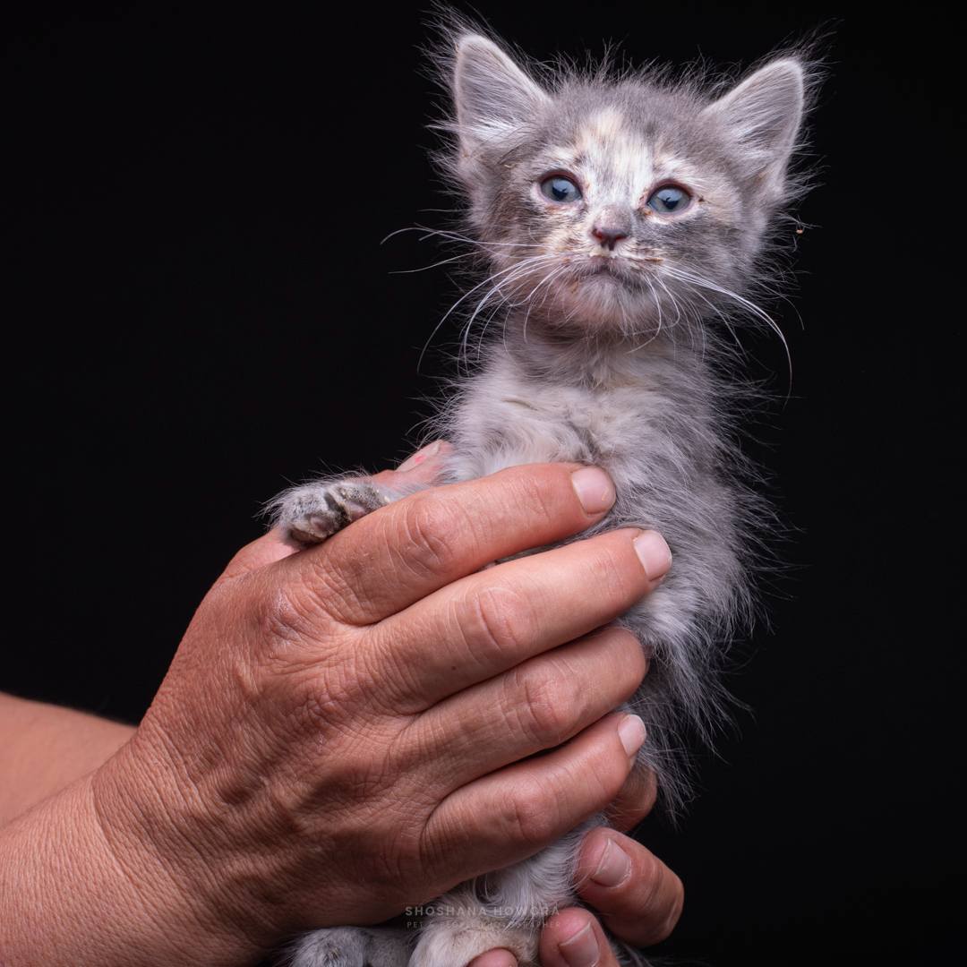Gray Mixed Kitten