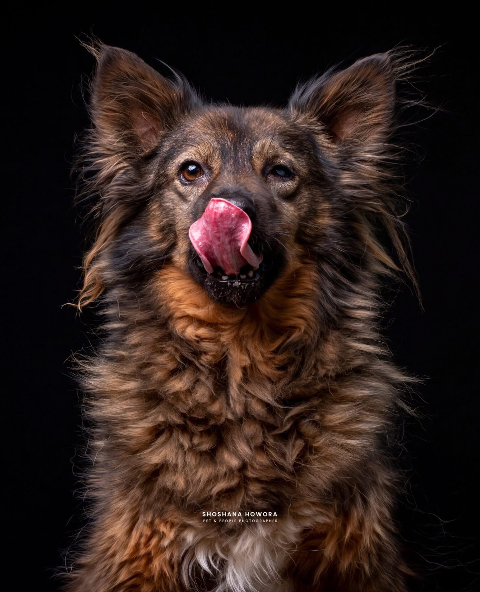 Large Mixed Dog