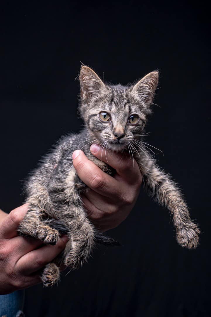 Mixed Kitten