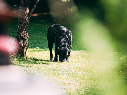 pexels-einfoto-2465373