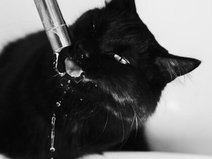 pexels-alex-dos-santos-305643819-22710544