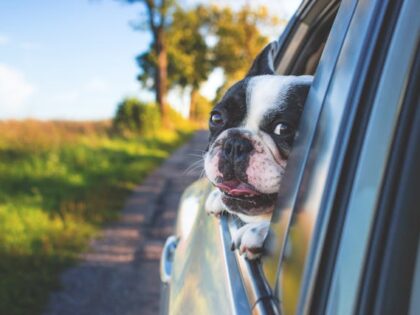 Pet Insurance While Traveling: What’s Covered and What’s Not