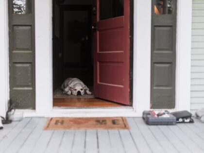 pexels-kelly-16664939