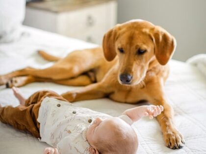 How to Prepare Your Dog for a New Baby: Tips for a Smooth Transition