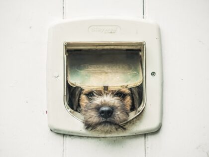 How to Train a Dog to Use a Doggy Door: A Friendly Guide for Timid Dogs