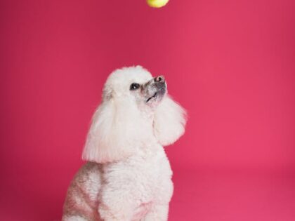 Why Positive Reinforcement Beats Punishment in Pet Training