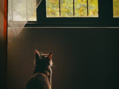 pexels-juanmt-31492049