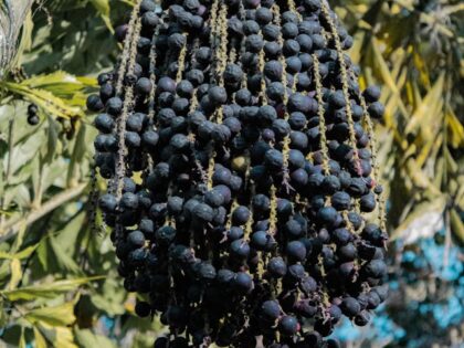 pexels-saidis-25132633-6741479