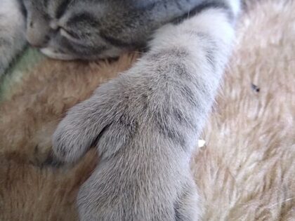 512px-A_6_toe_claw_polydactyl_cat