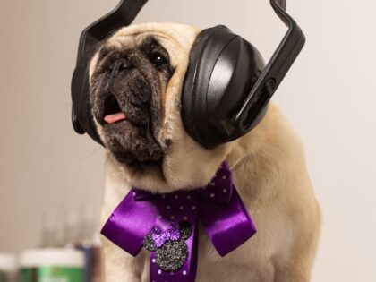 pexels-brenocardosofotografia-8530859