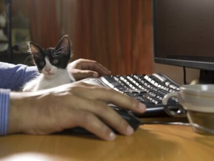 Telehealth For Pets: When Virtual Vet Visits Are Enough And When They Are Not
