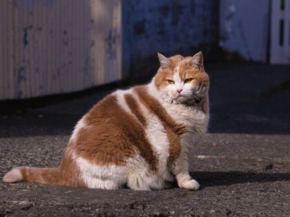 Pet Obesity: Why It Is Becoming A Major Health Concern In 2026